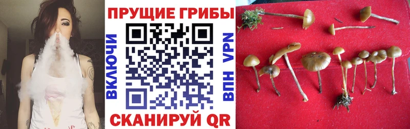 Галлюциногенные грибы Cubensis  Кузнецк 